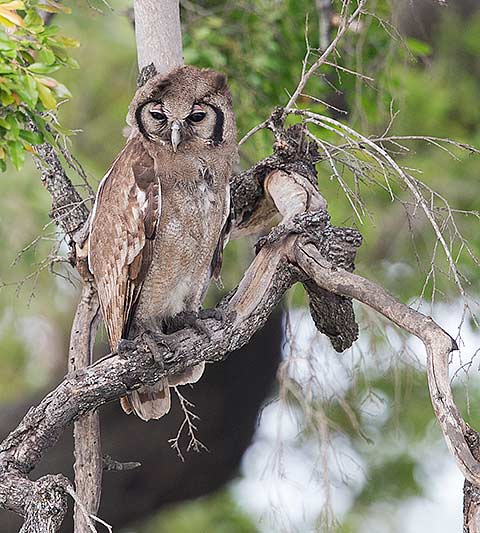 Verreaux's Eagle Owl